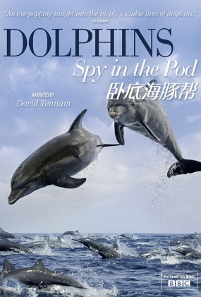 Ե׺ - Dolphins - Spy in the Pod